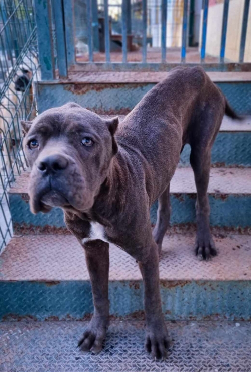 კანე კორსო არზამასი