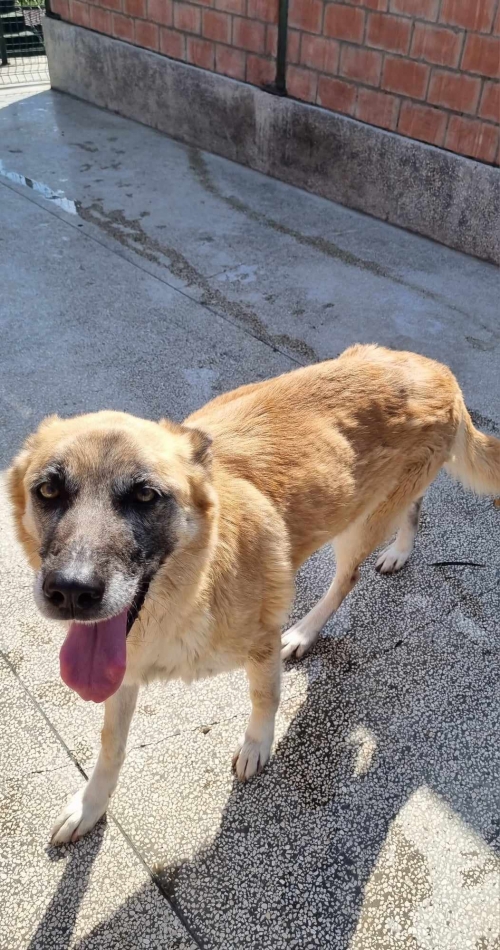 გერმანული ნაგაზი გორი