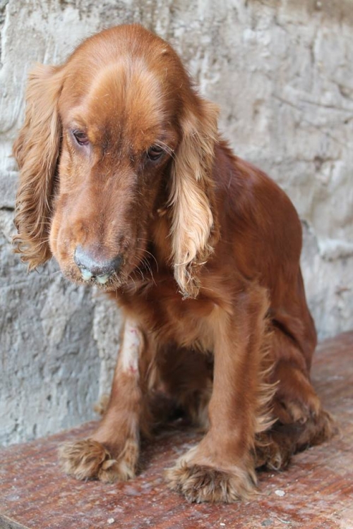 კოკერსპანიელი ლიდლი