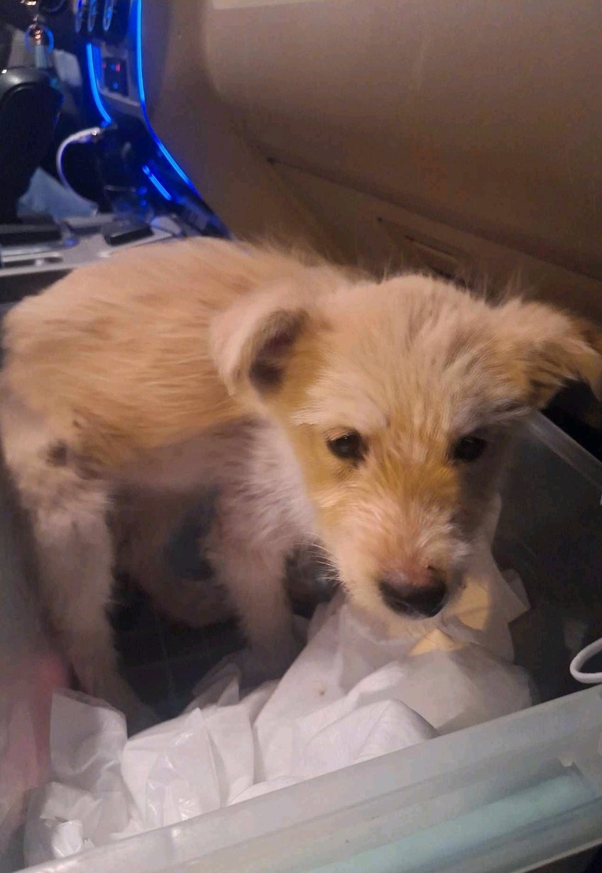 მეტისი. ბადიაური