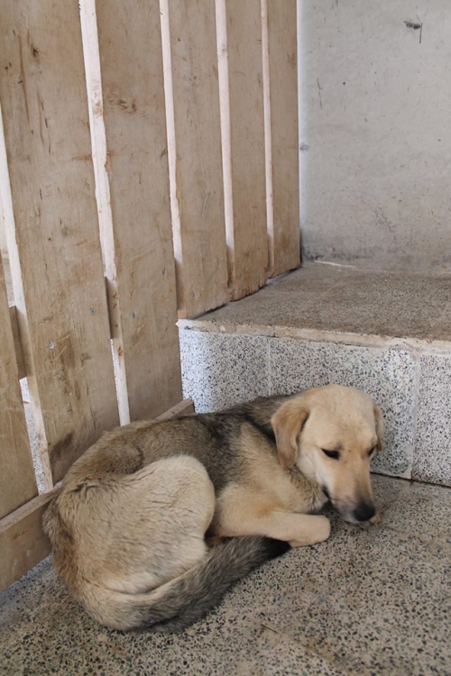 მეტისი უსახელო