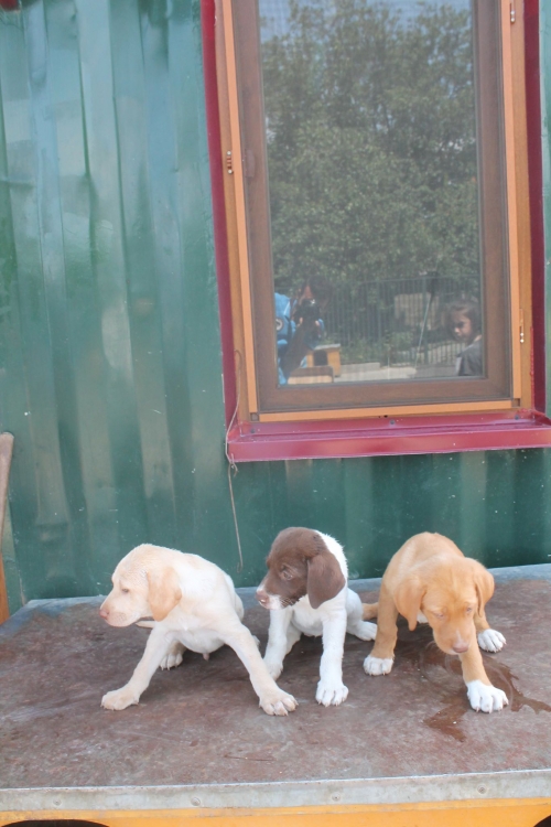 მეტისის ლეკვები უსახელო