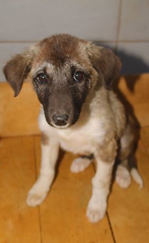 მეტისი უსახელო