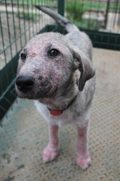 მეტისი უსახელო