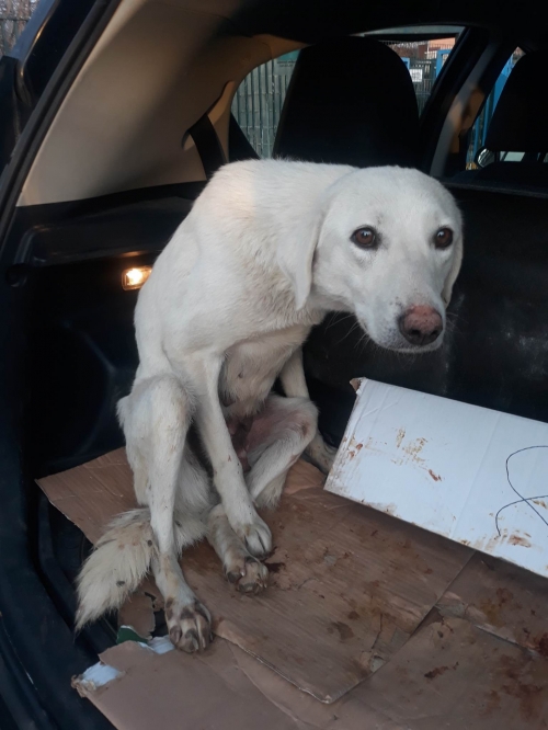 მეტისი საგურამო