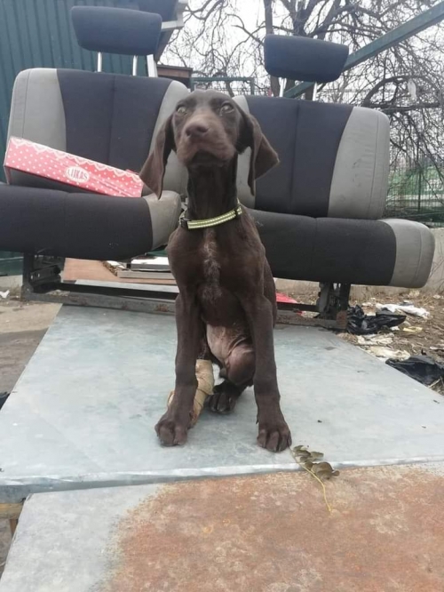 კურცხაარი ჯესი