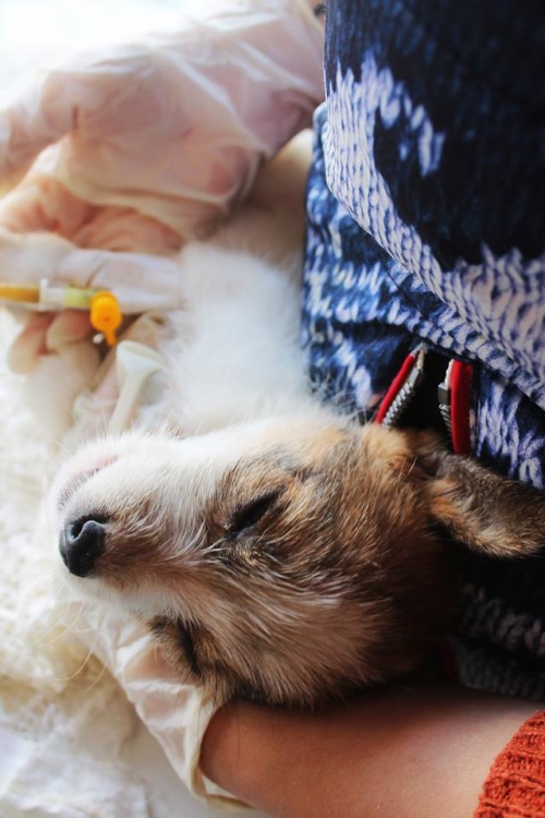 მეტისი უსახელო