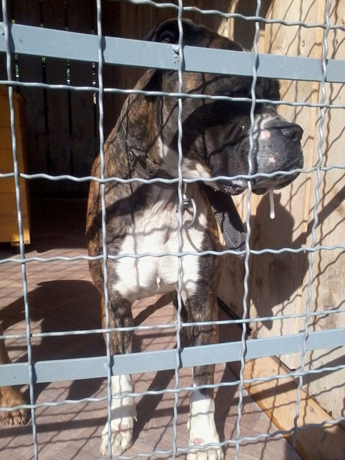 ბოქსიორი ჯინა