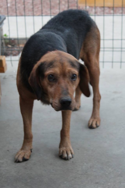 გონჩი ჯეკა