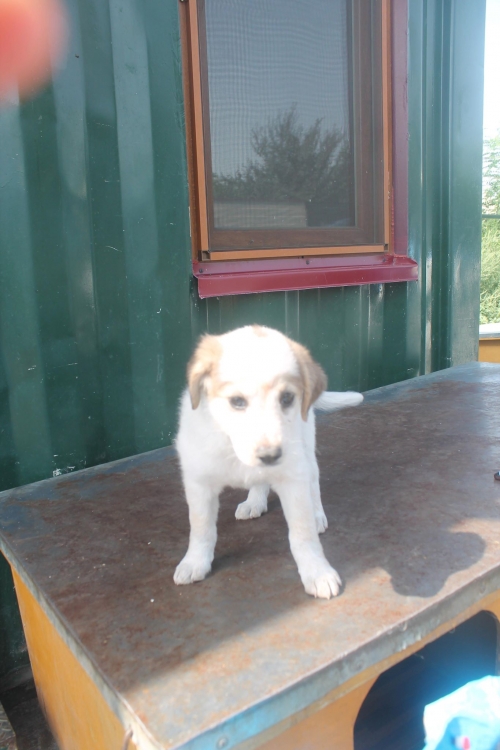 მეტისი უსახელო