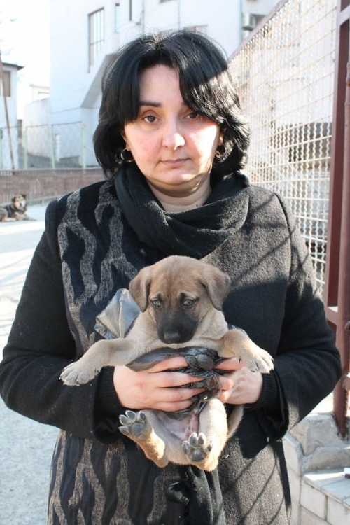 მეტისი უსახელო