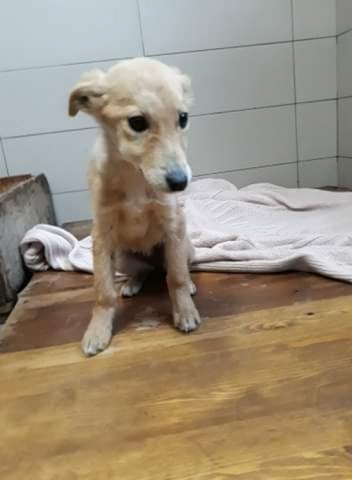 მეტისი უსახელო