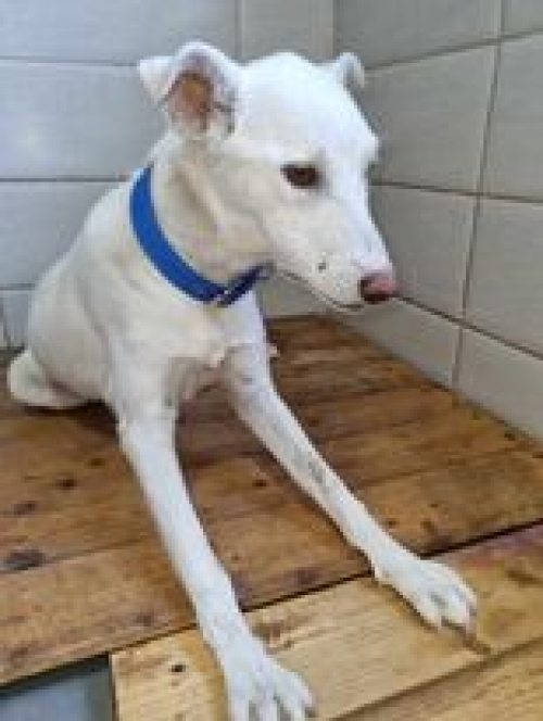 მეტისი რუსთავი. ლერმონტოვის 3. ბელკა