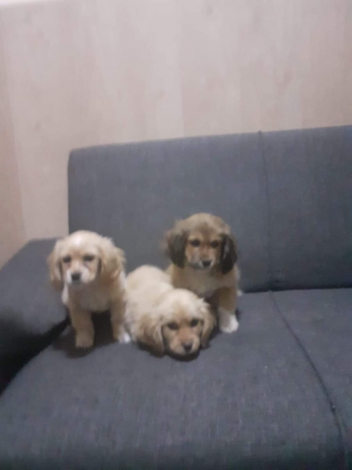 კოკერსპანელის მეტისი უსახელო