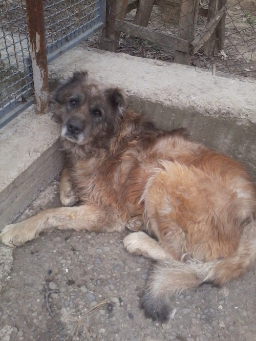 ქართული ქოფაკი