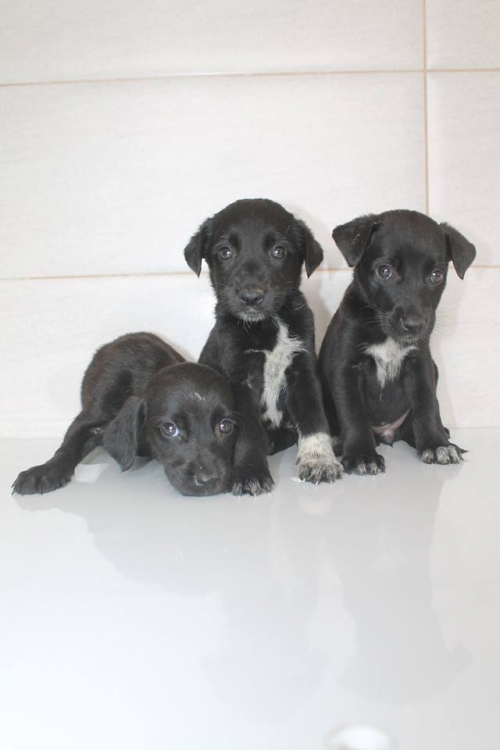 მეტისის ლეკვები უსახელო