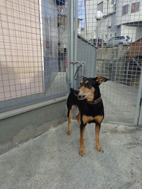 დობერმანის მეტისი ჯესი