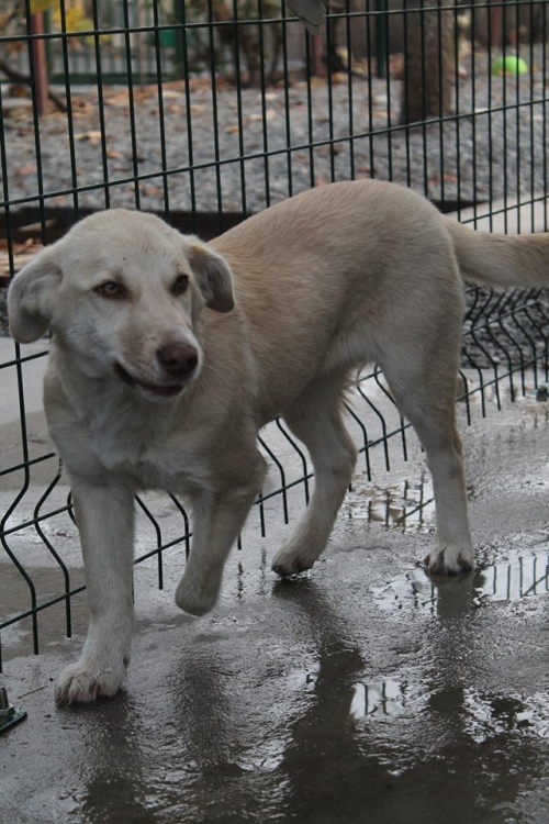 ქართული ქოფაკი უსახელო