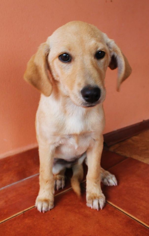 ლაბრადორის მეტისი უსახელო