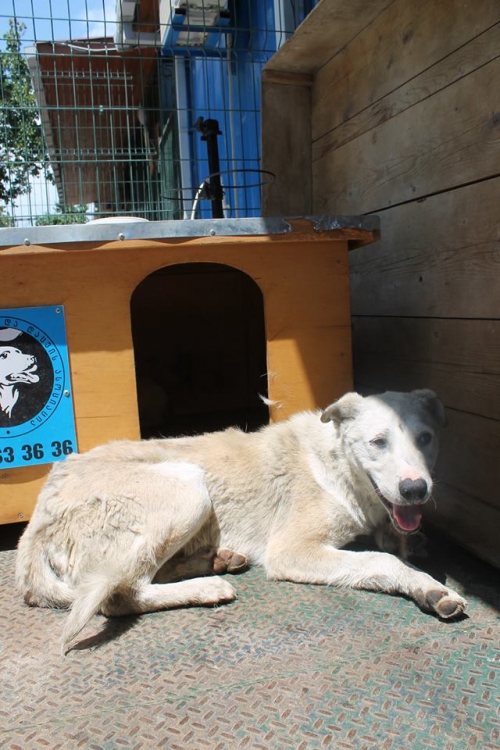 მეტისი უსახელო