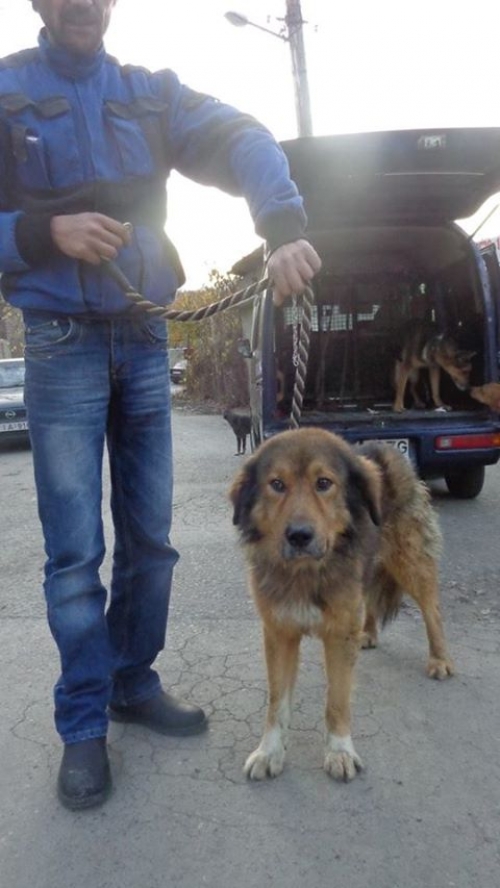 ქართული ქოფაკი უსახელო