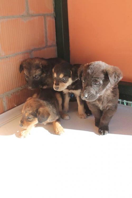 მეტისის ლეკვები უსახელო