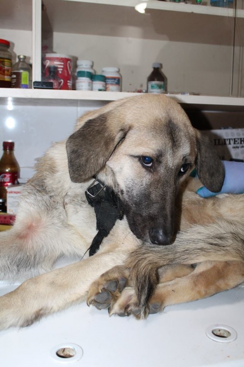 მეტისი უსახელო