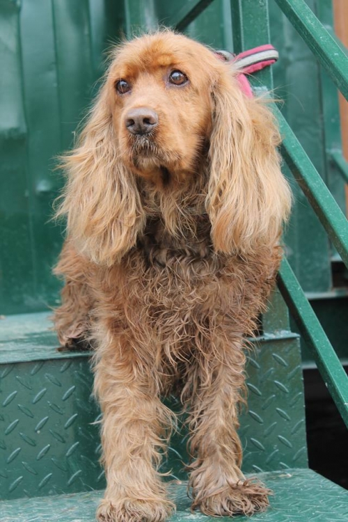 კოკერსპანიელი უსახელო