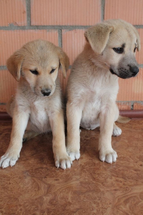 მეტისის ლეკვები უსახელო