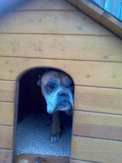 * გარდაცვლილები კინგი