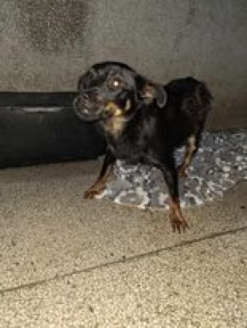 მეტისი ყაზბეგი