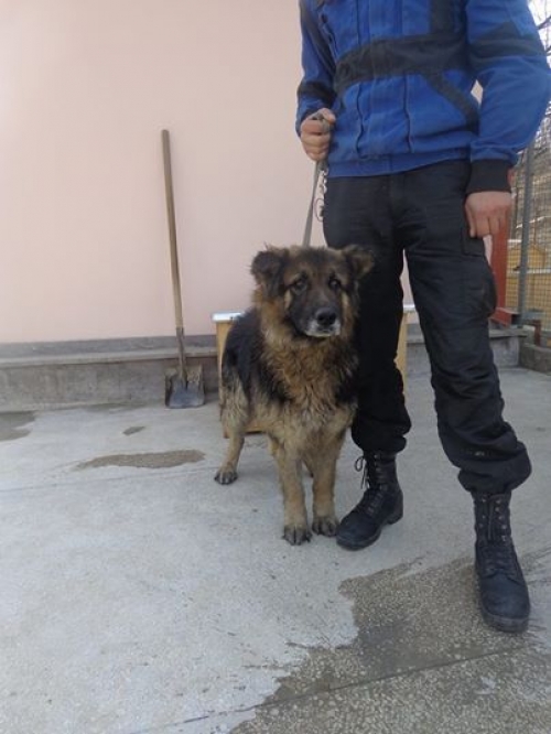 გერმანული ნაგაზის მეტისი უსახელო