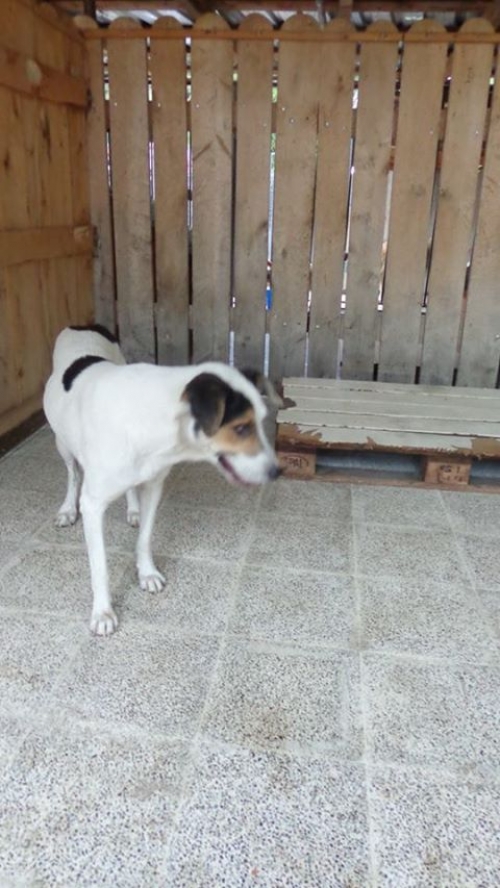 მეტისი ლინდა