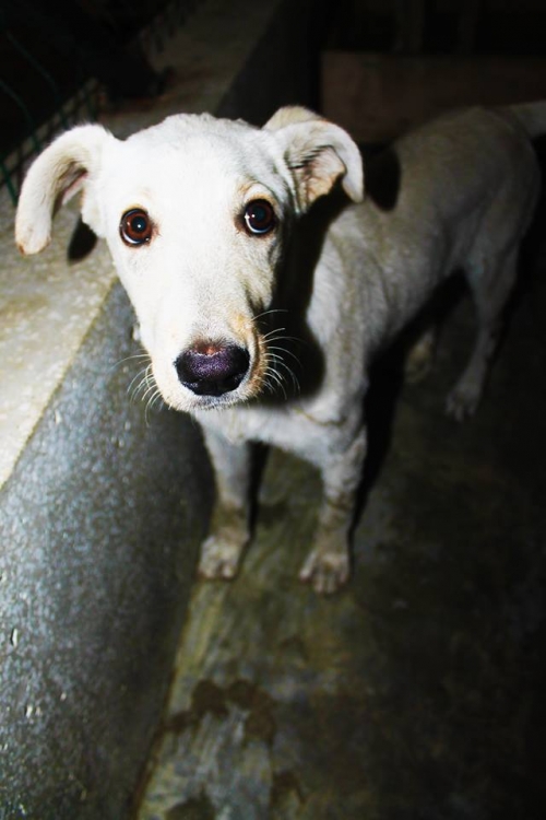 მეტისი უსახელო