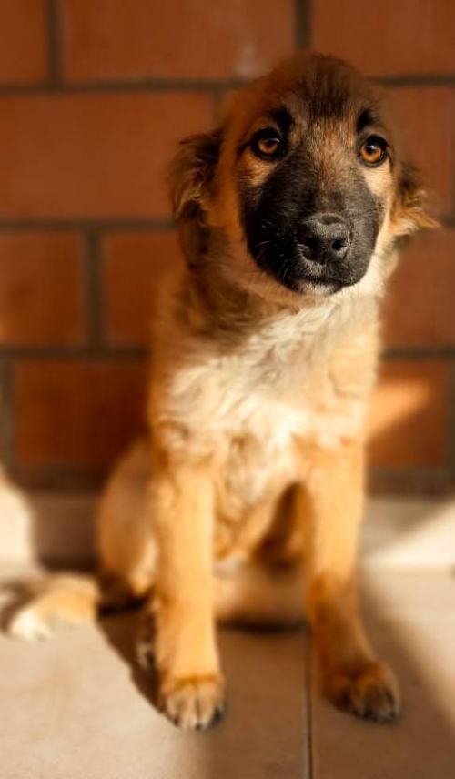 მეტისი აეროპორტის გზა