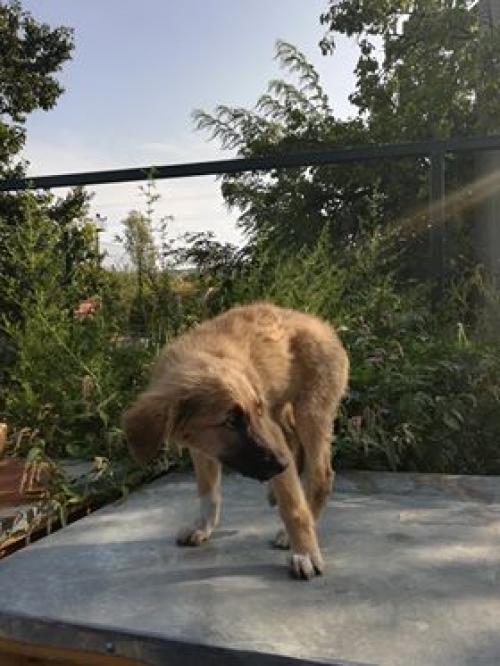 მეტისი უსახელო