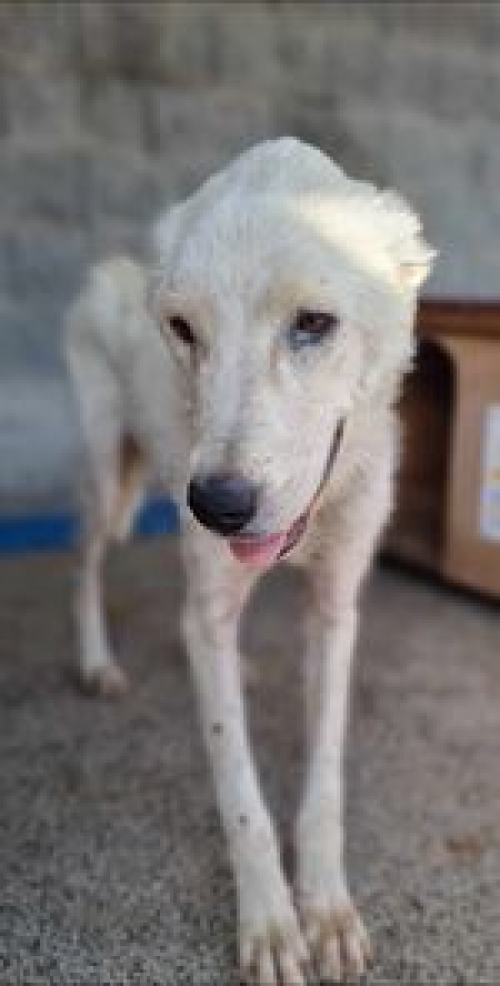 ქართული ქოფაკი თელავი