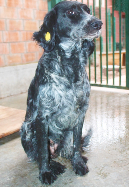 სეტერი გოგო