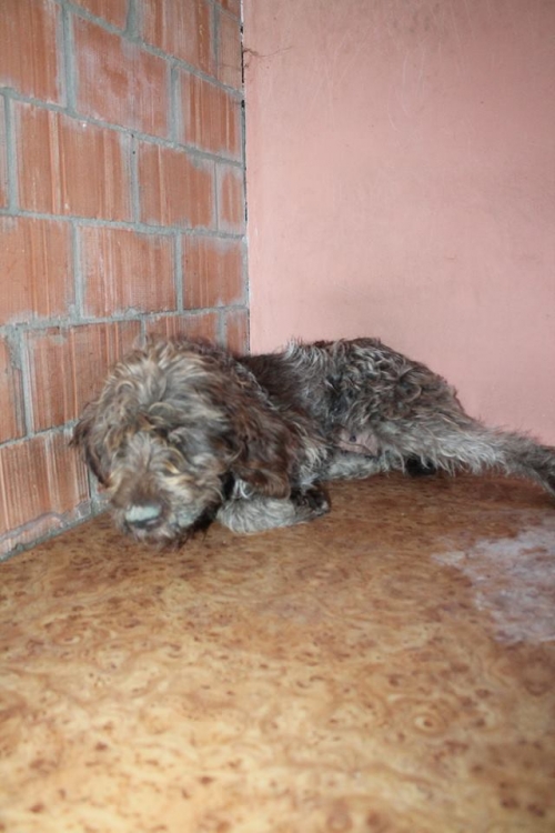 ბალონკის მეტისი უსახელო