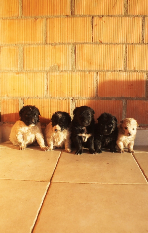 მეტისი უსახელო