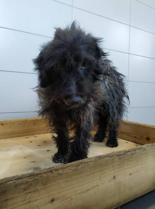 ბალონკა რუსთავი