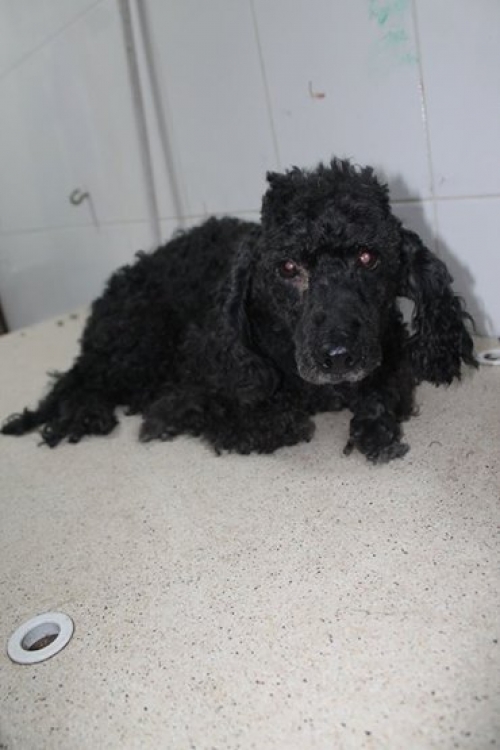 პუდელი უსახელო