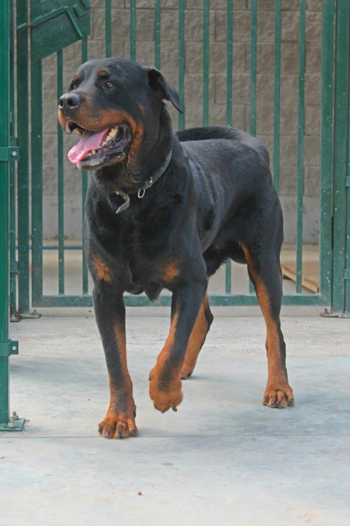 როტვეილერი ჩობა