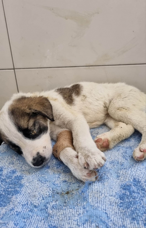 მეტისი ახალციხე