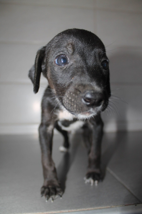 მეტისი უსახელო