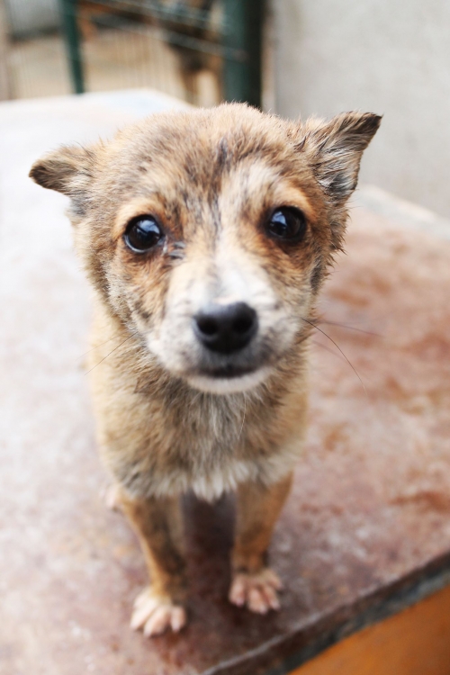 მეტისი უსახელო