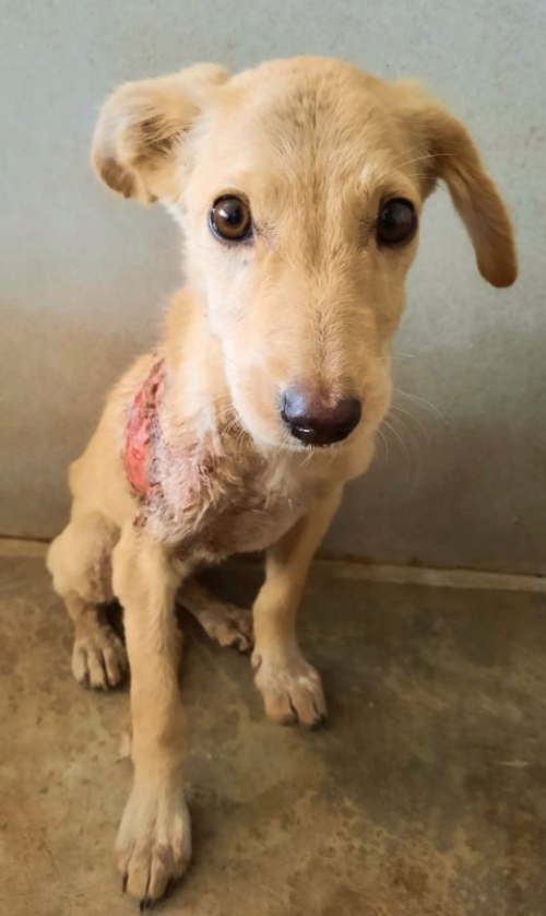 მეტისი ნაპოვნია სამტრედიასთან გზაზე