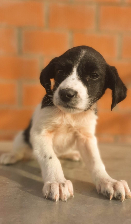 მეტისი გორი