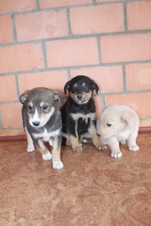 მეტისის ლეკვები უსახელო