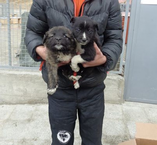 მეტისის ლეკვები უსახელოები